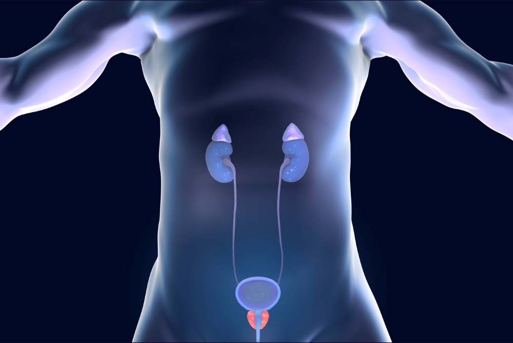 What to Expect From Prostate Artery Embolization